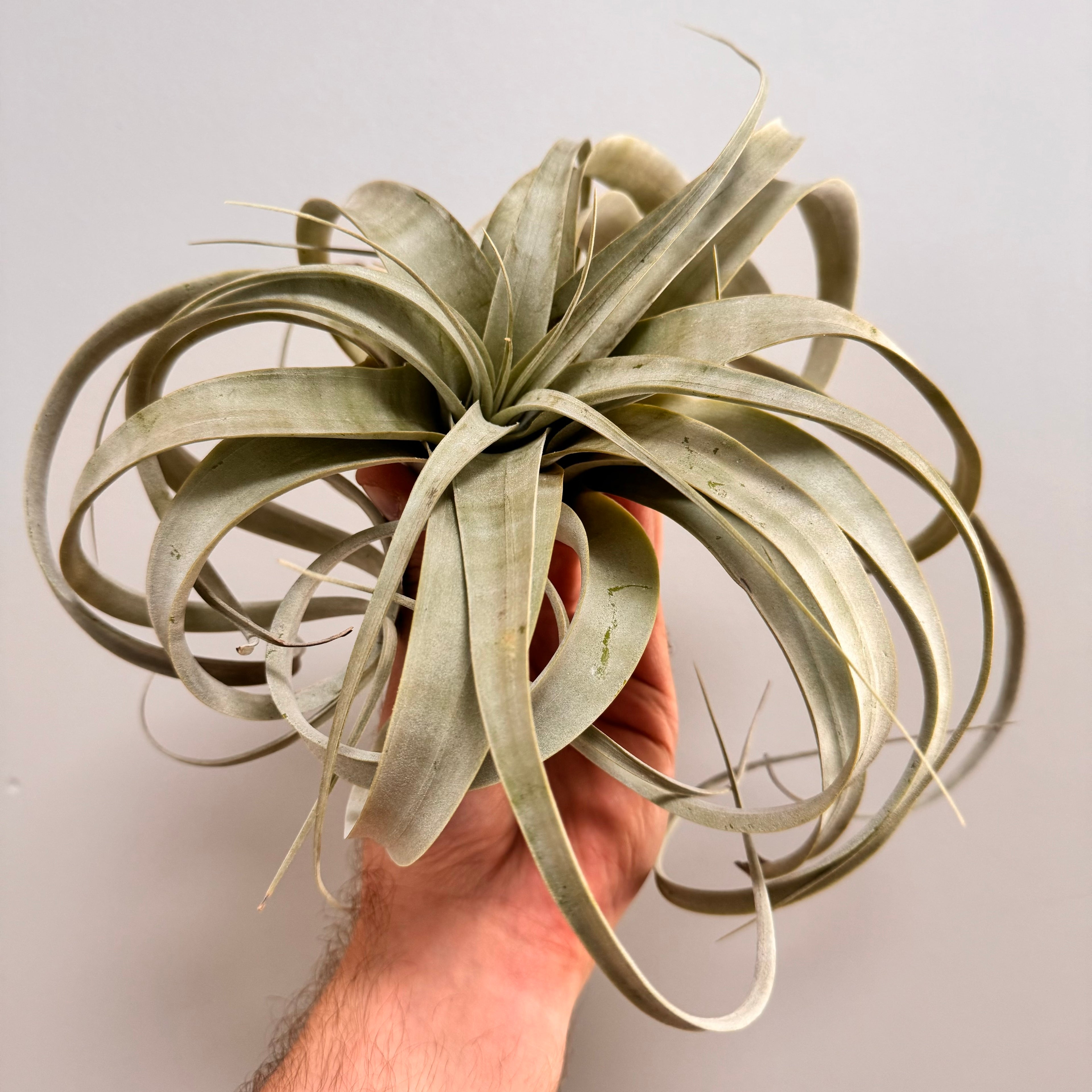 Xerographica Tillandsia Air Plant