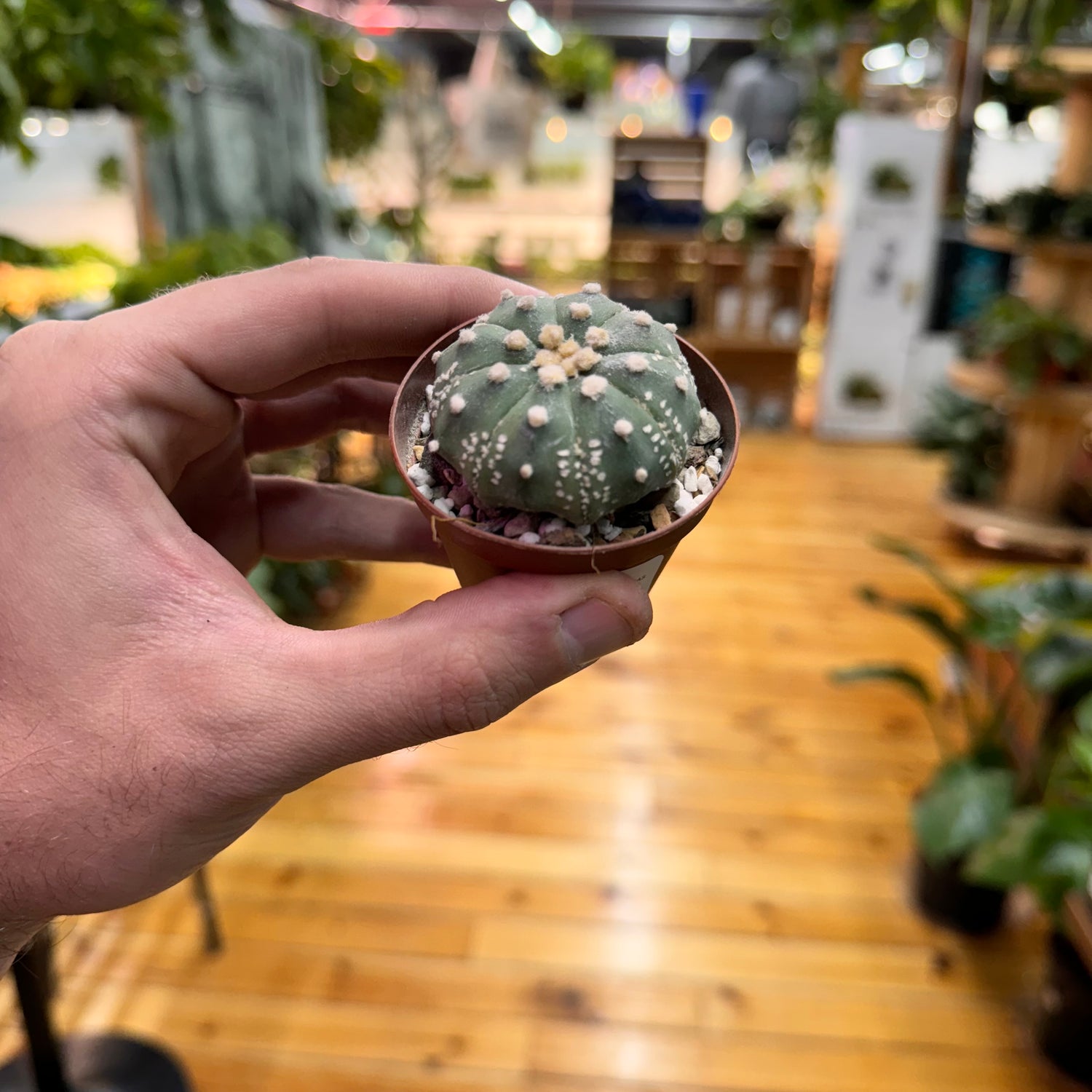 Cactus Astrophytum Asterias