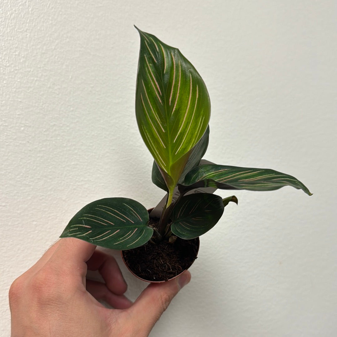 Calathea Beauty Star