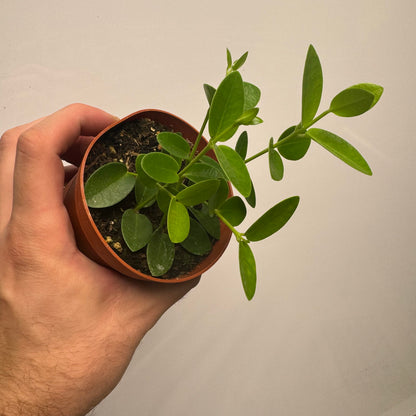 Hoya Cumingiana