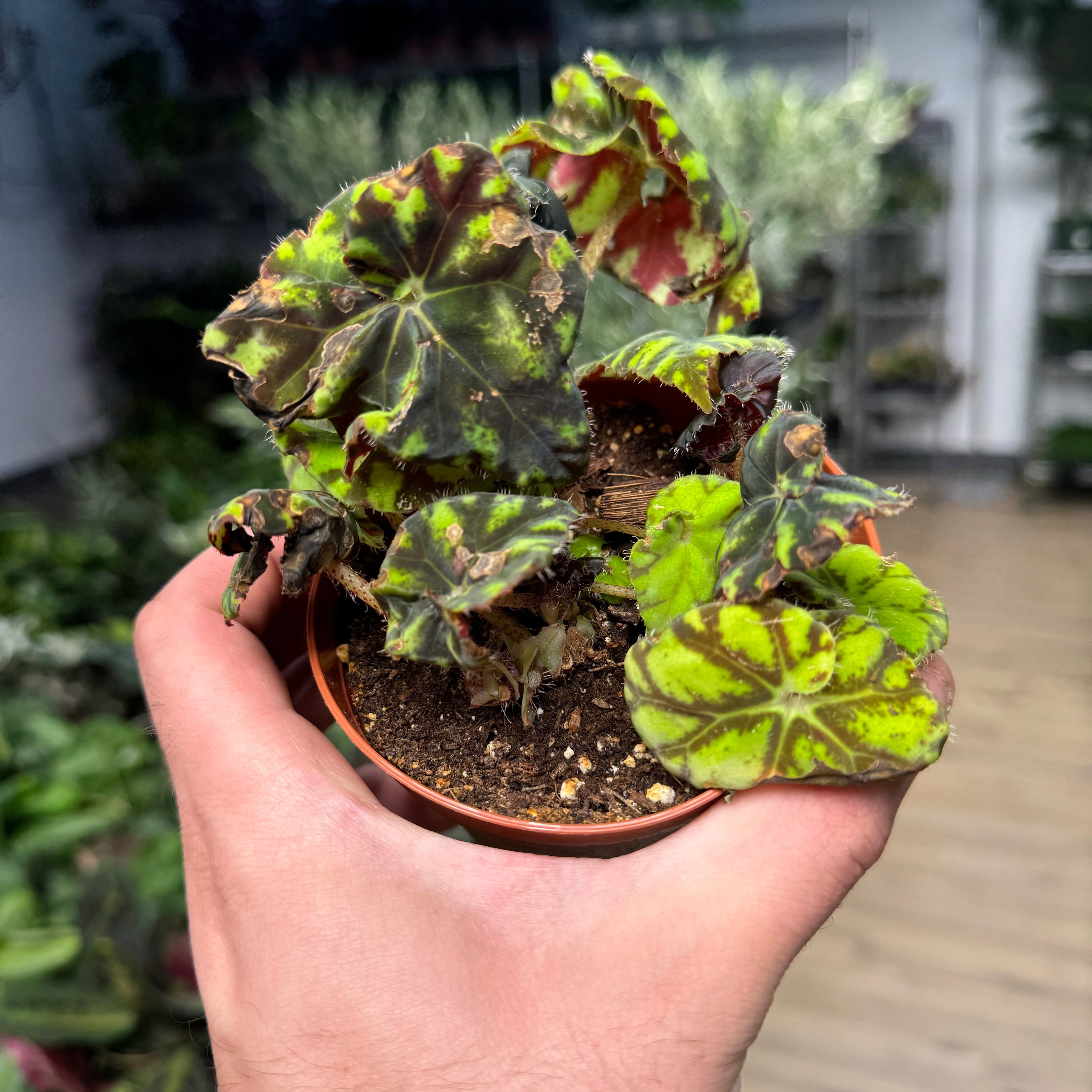 Begonia Mauritius