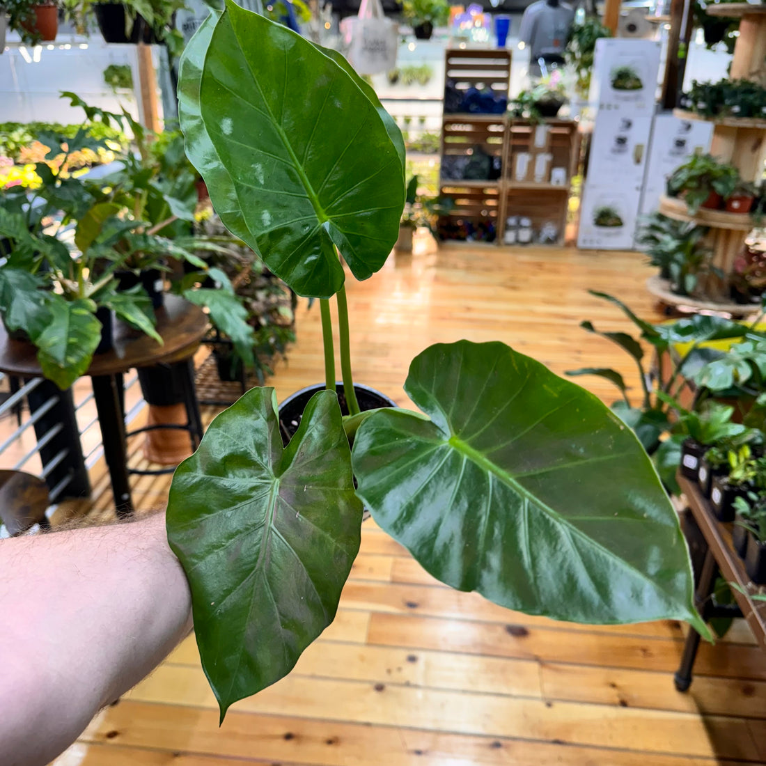 Alocasia Calidora