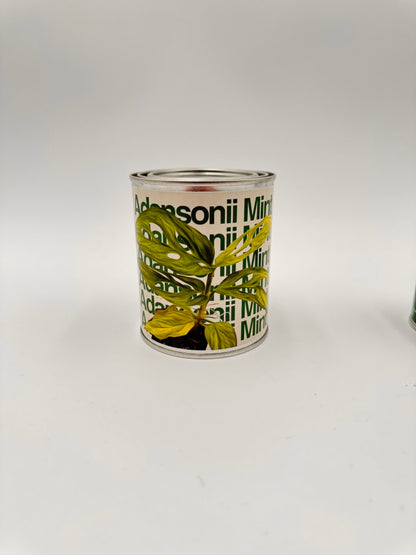 Adansonii Mint Candle