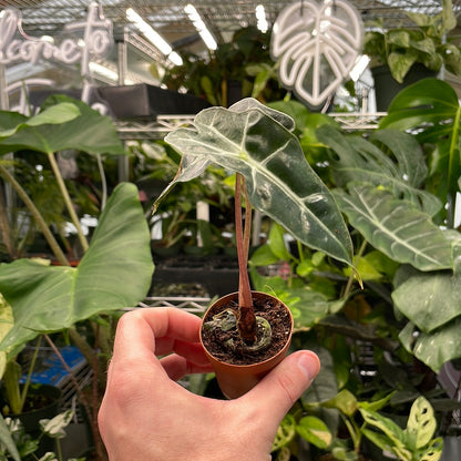 Alocasia Polly