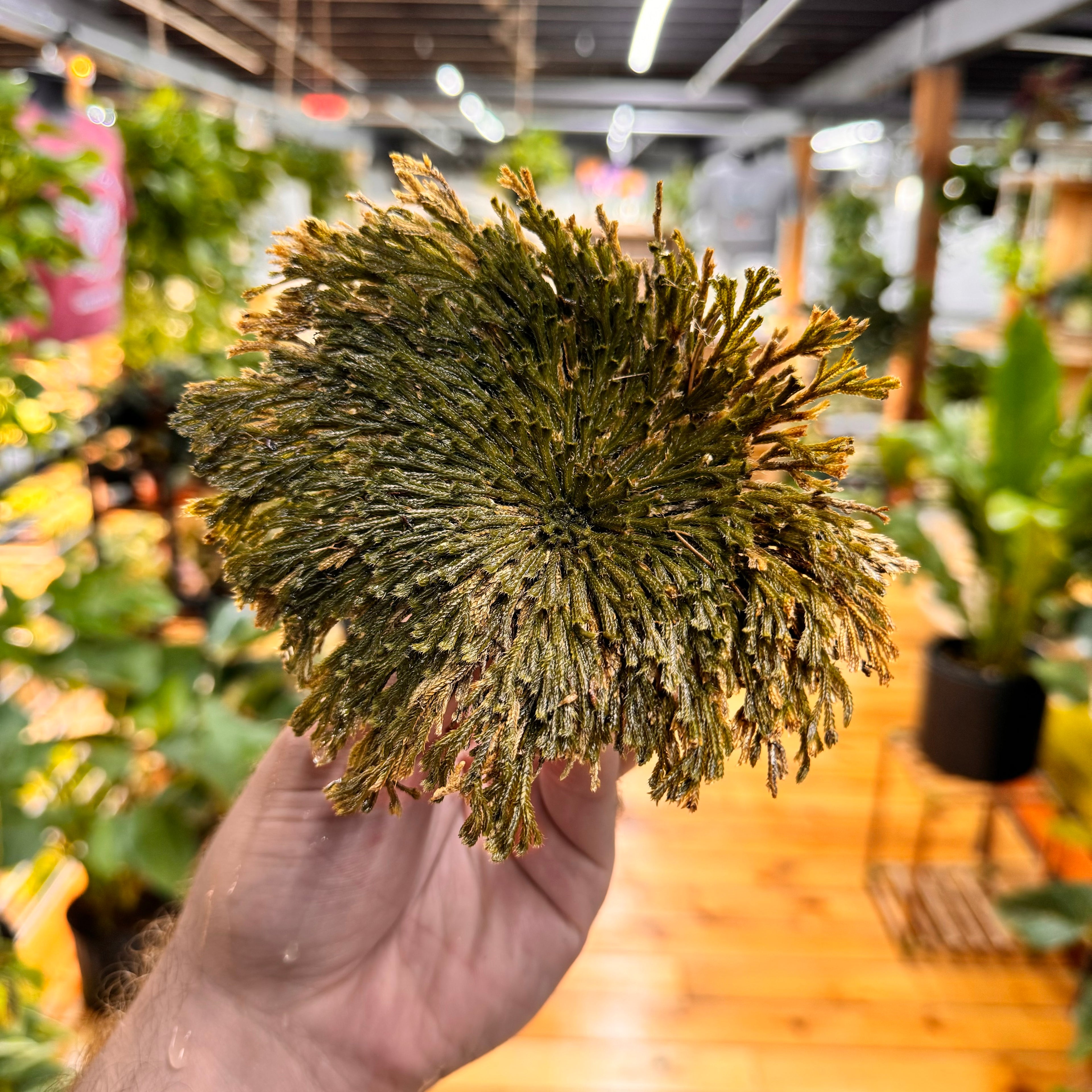 Resurrection Plant