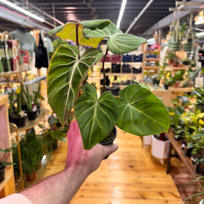 Philodendron Gloriosum