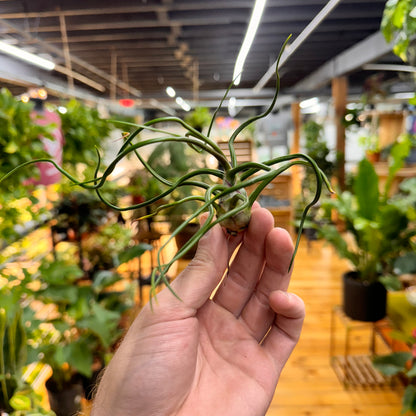 Bulbosa Belieze Air Plant