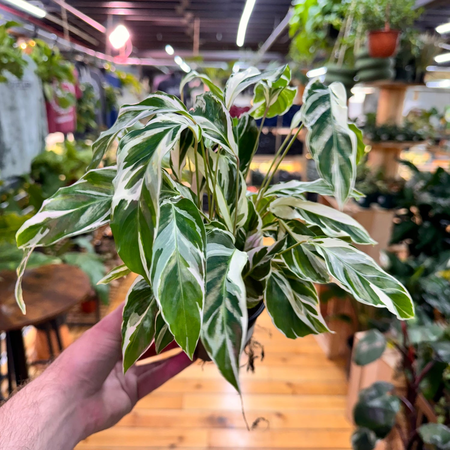 Calathea White Fusion