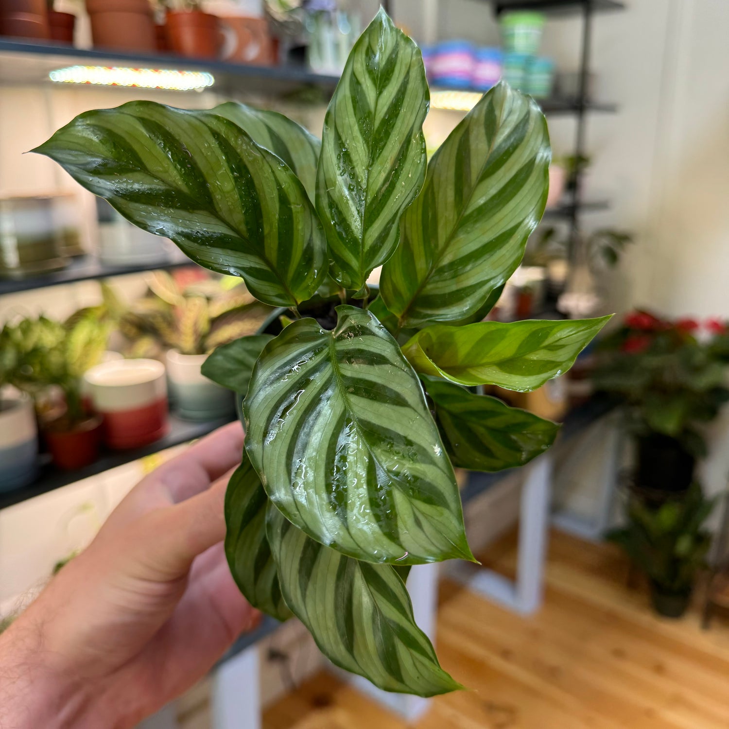 Calathea Freddie