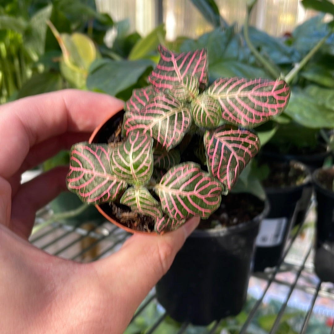 Fittonia Nerve Plant