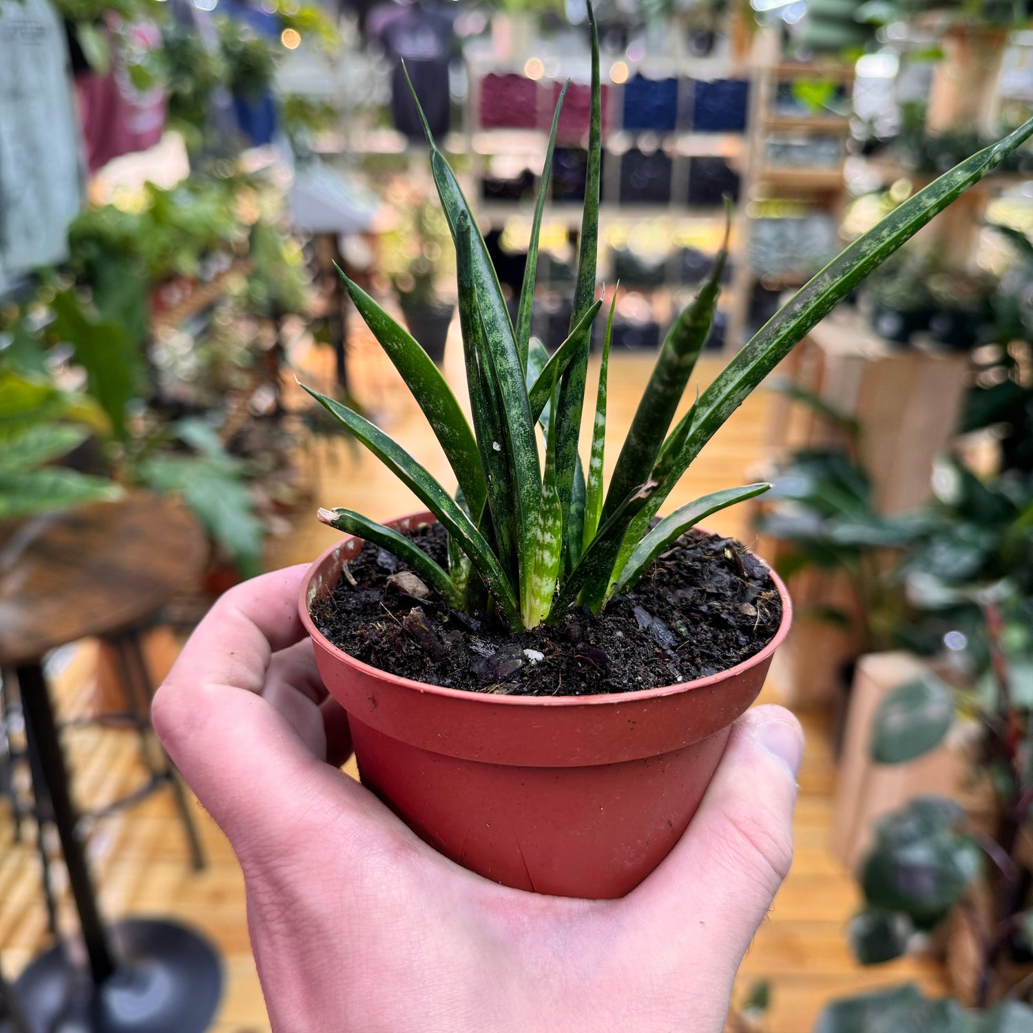 Sansevieria Fernwood