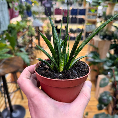 Sansevieria Fernwood