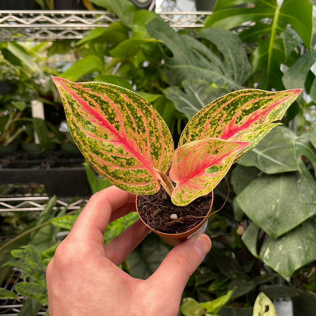 Aglaonema Gold Powder