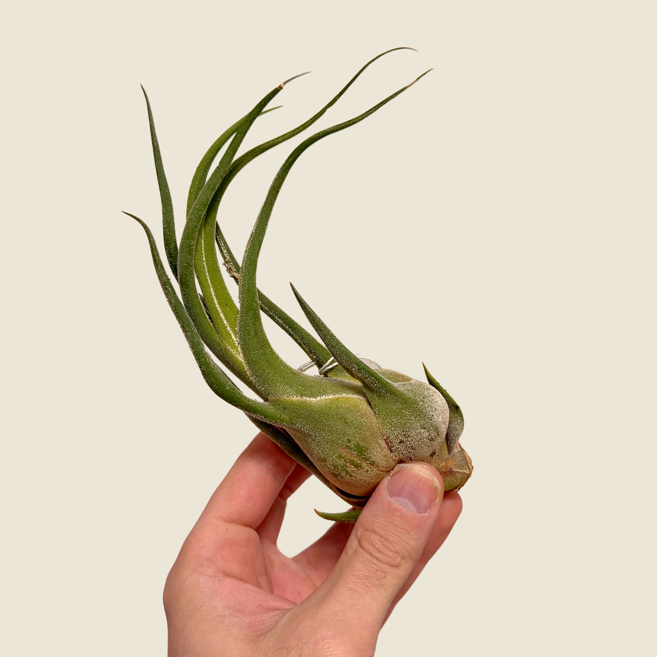 Seleriana Tillandsia Air Plant