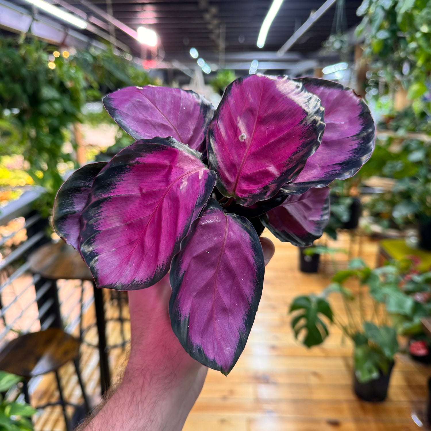 Calathea Purple Rose