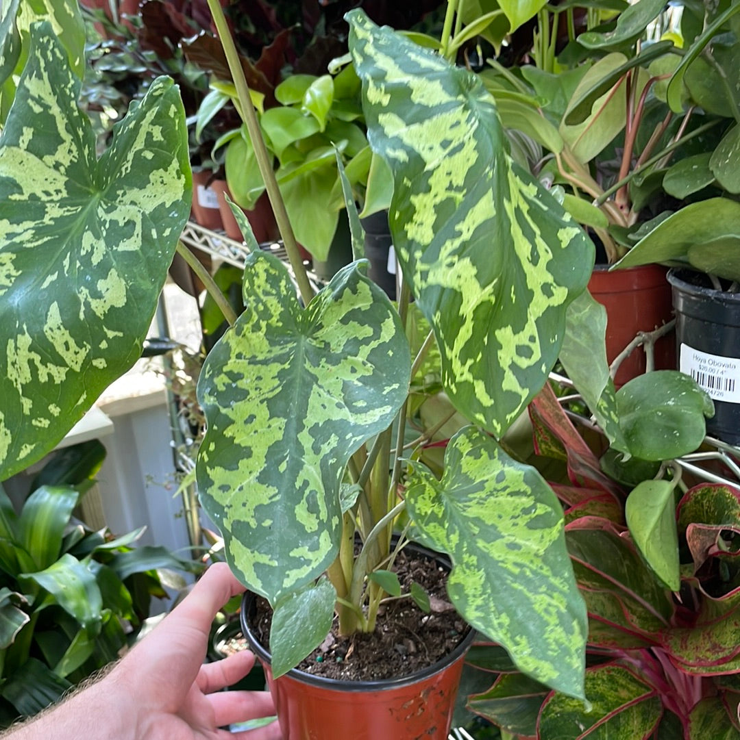 Alocasia Hilo Beauty