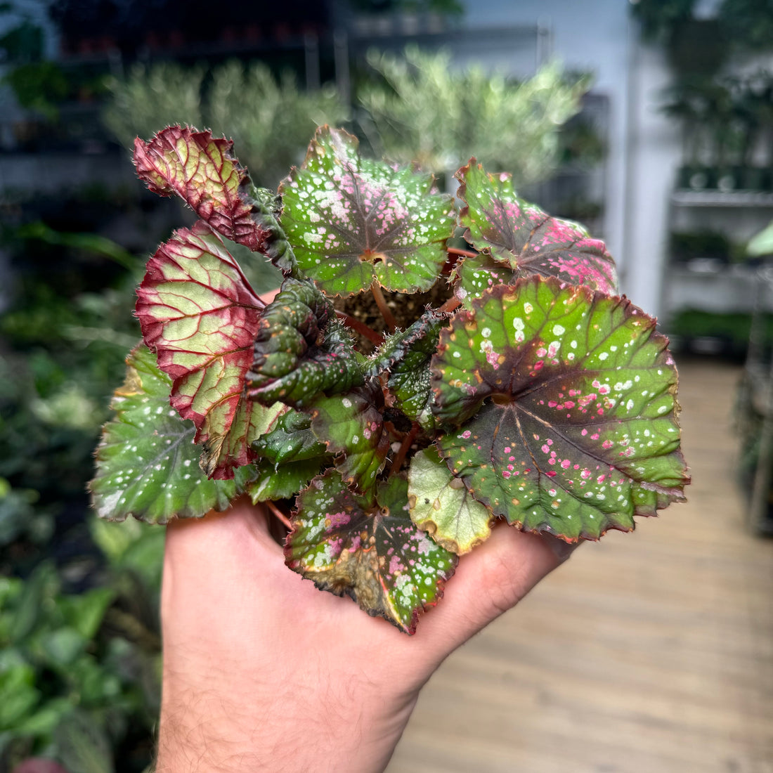 Begonia Christmas Cheer