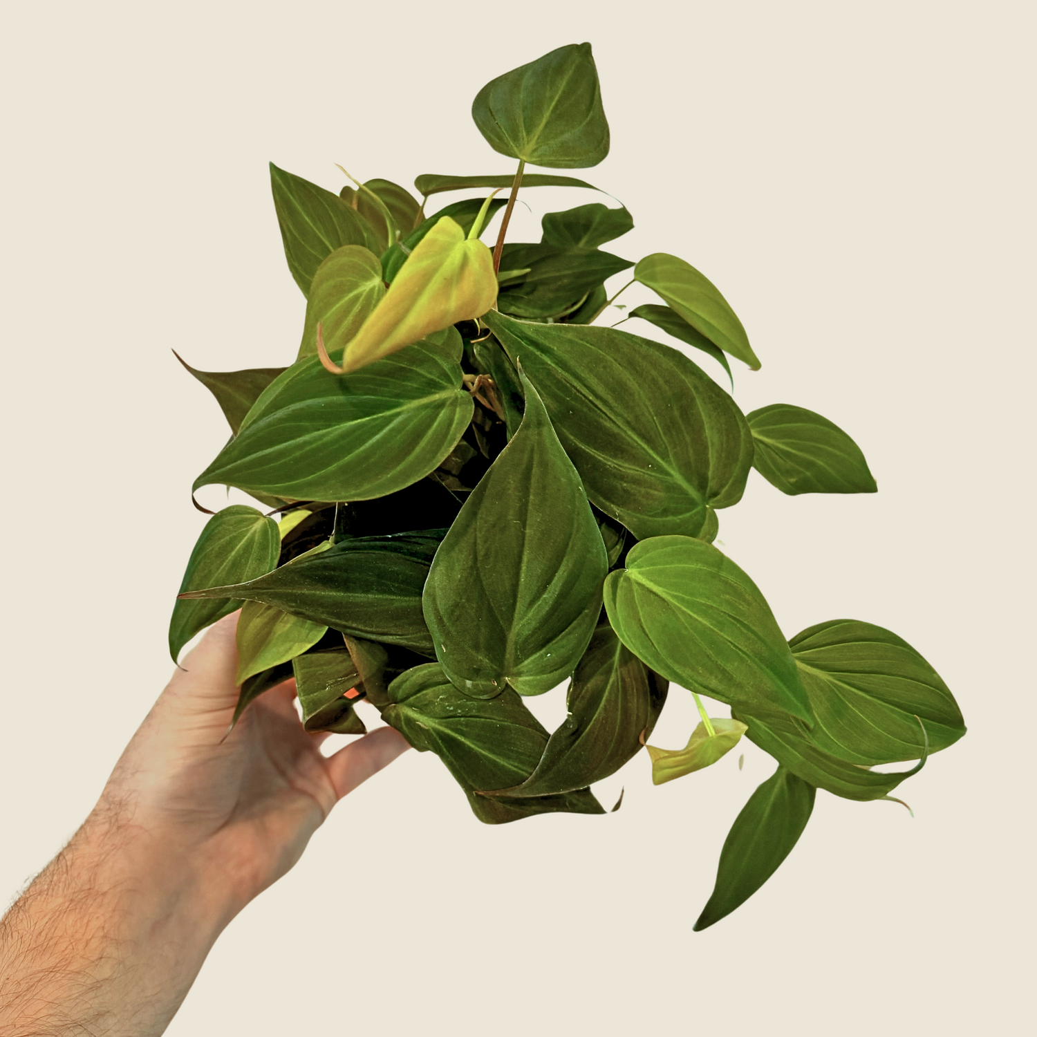 Philodendron Micans