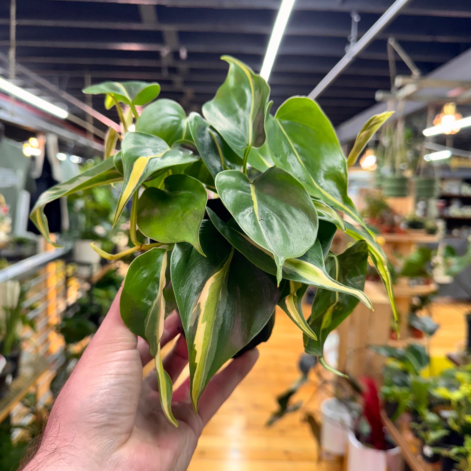 Philodendron Silver Stripe