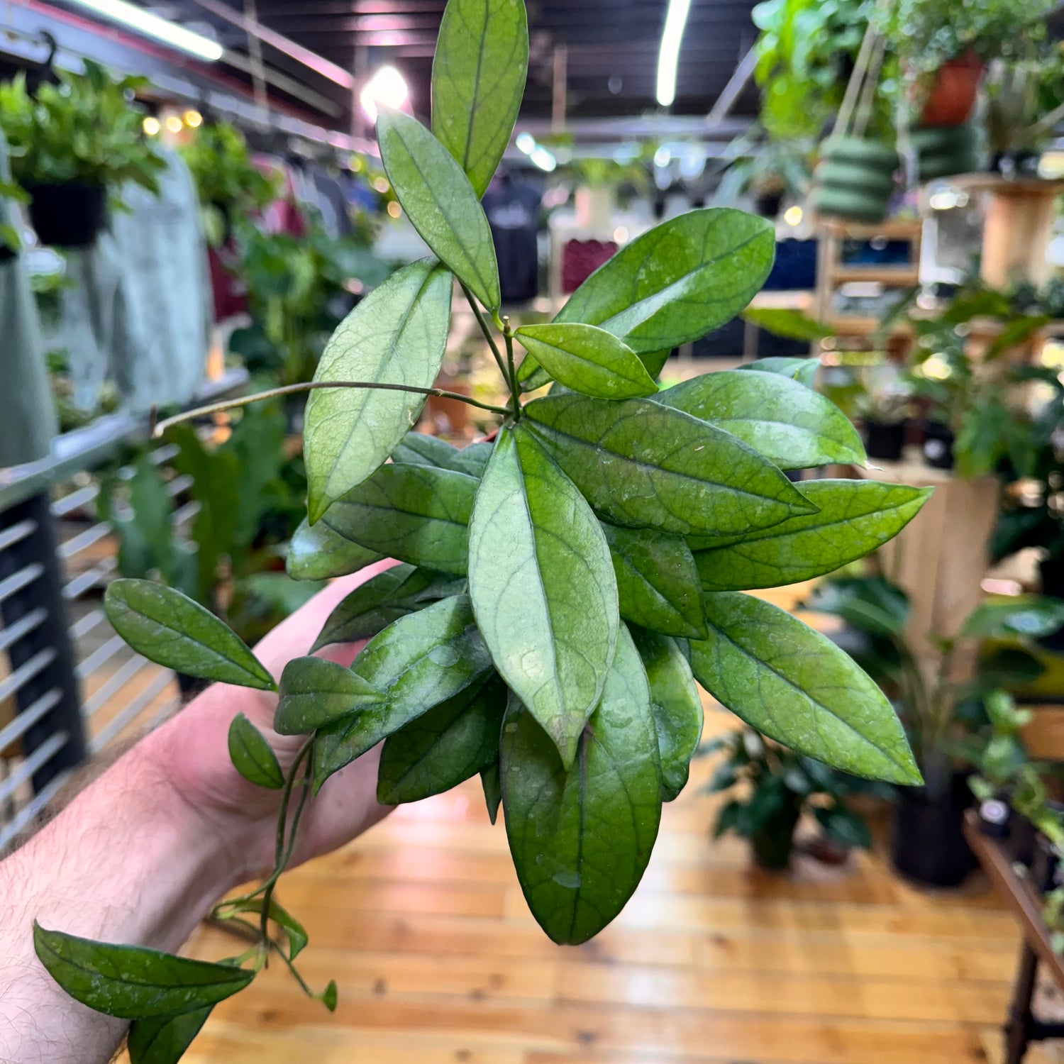 Hoya Crassipetiolata