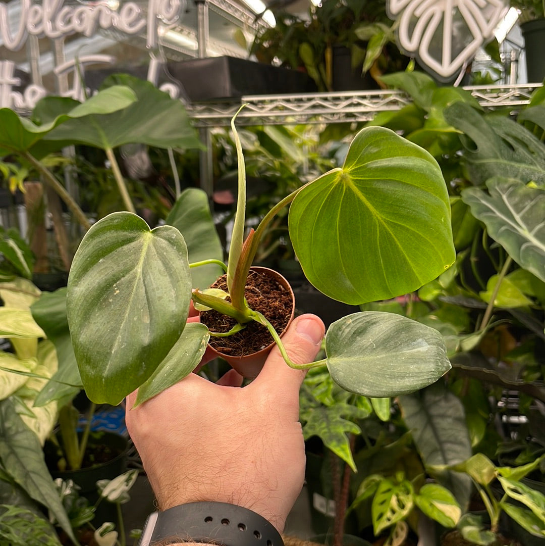 Philodendron McDowell