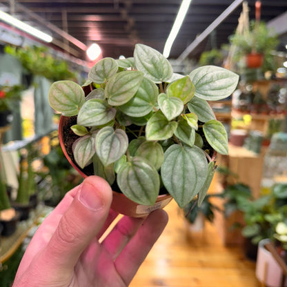 Peperomia Frost