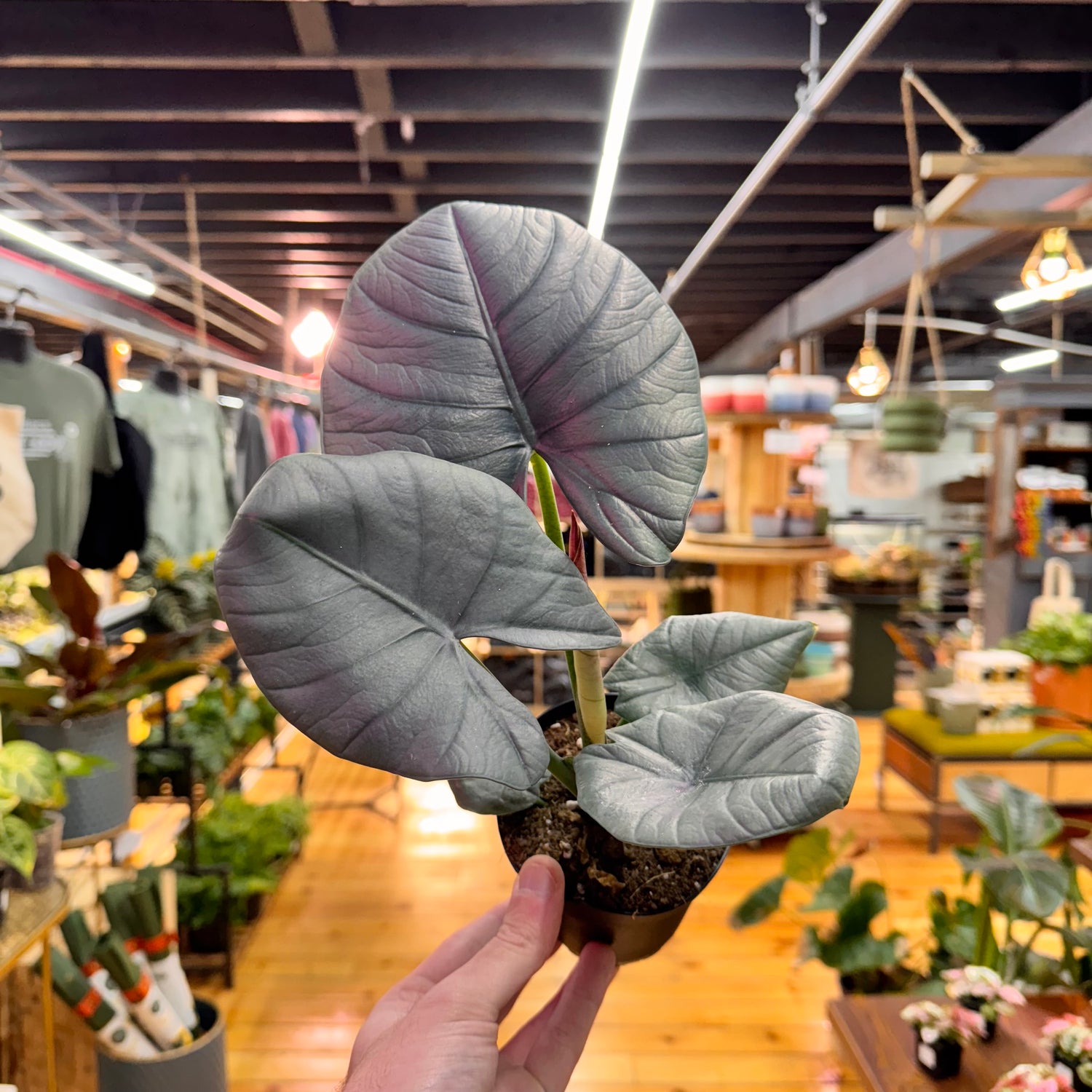 Alocasia Reginae