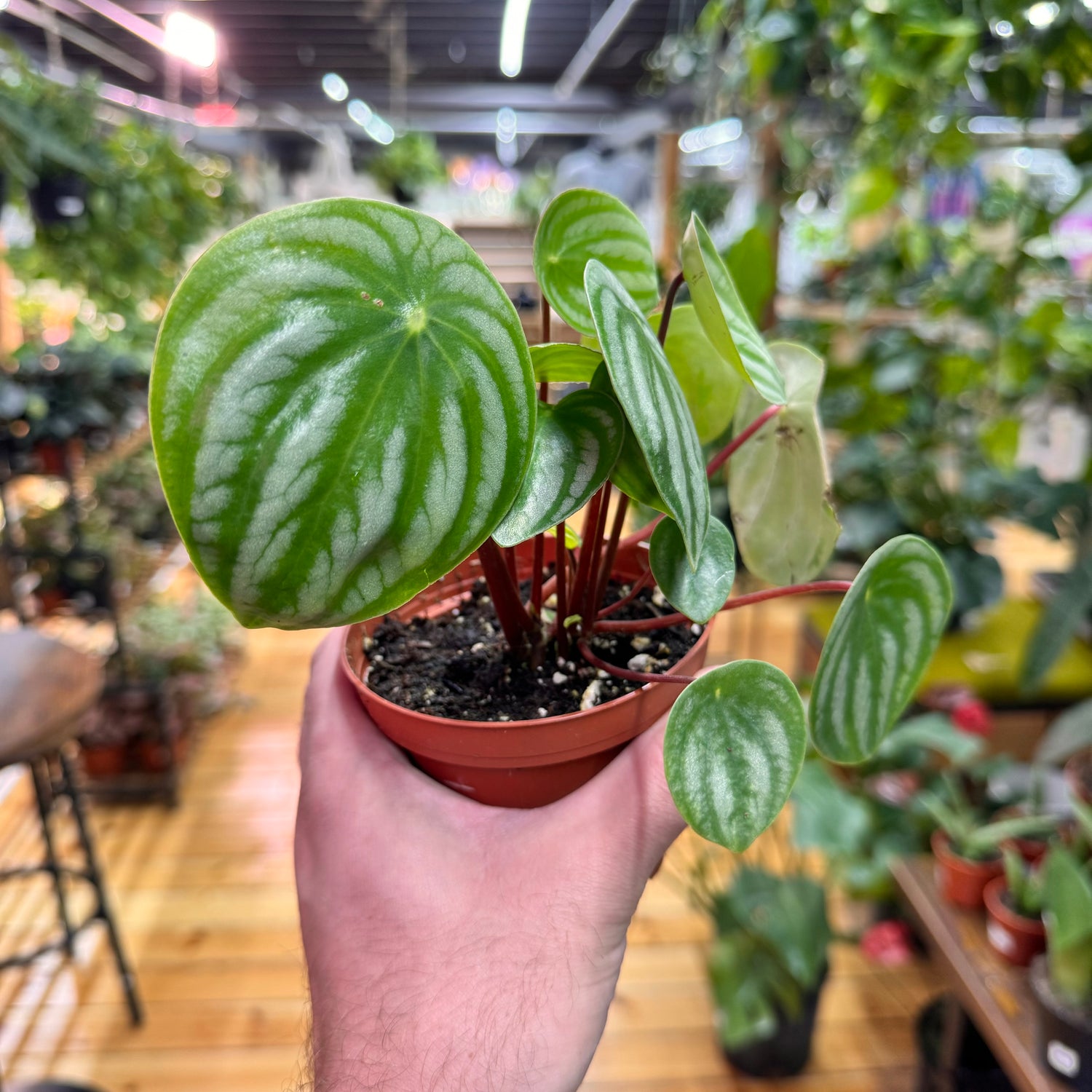 Peperomia Watermelon