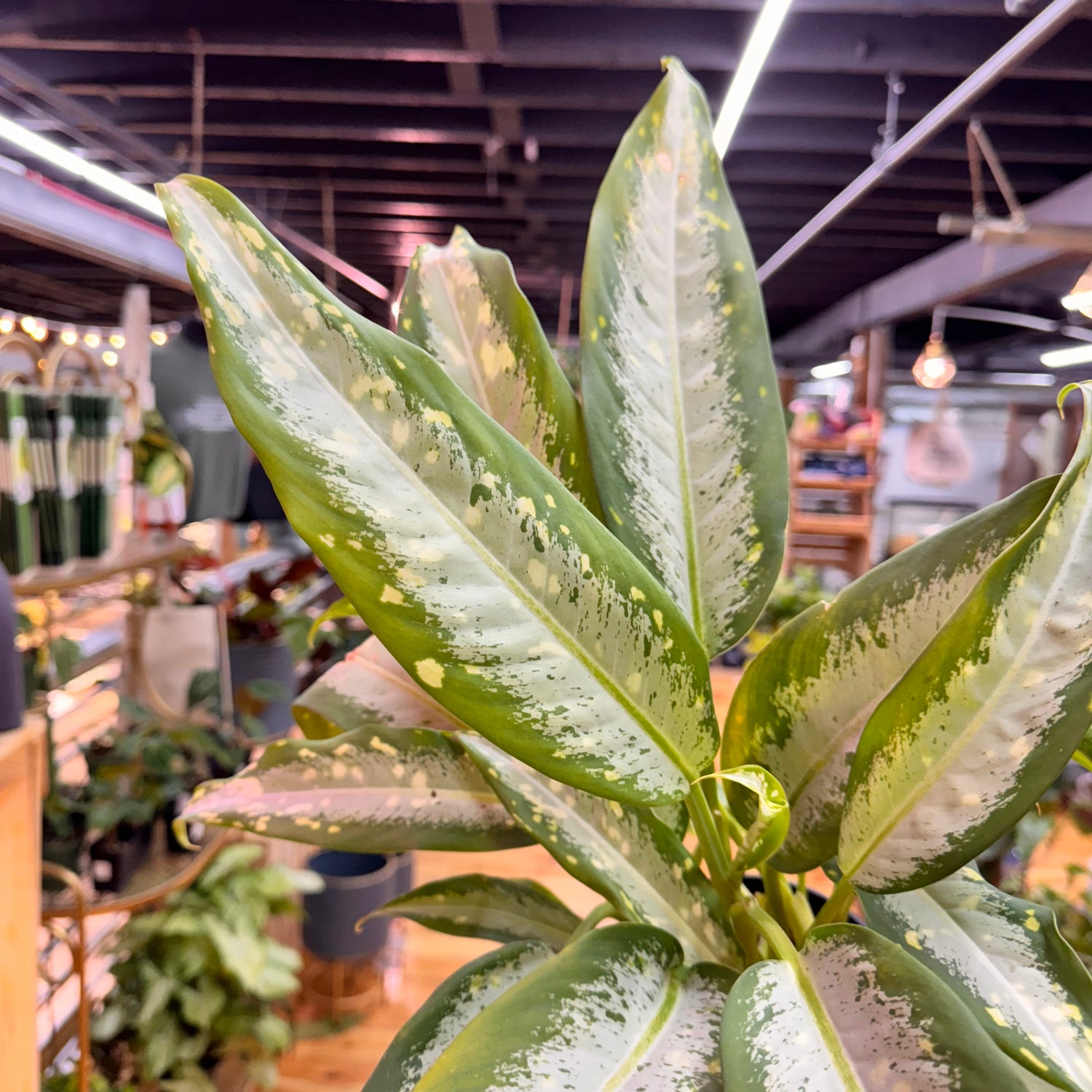 Dieffenbachia Snow