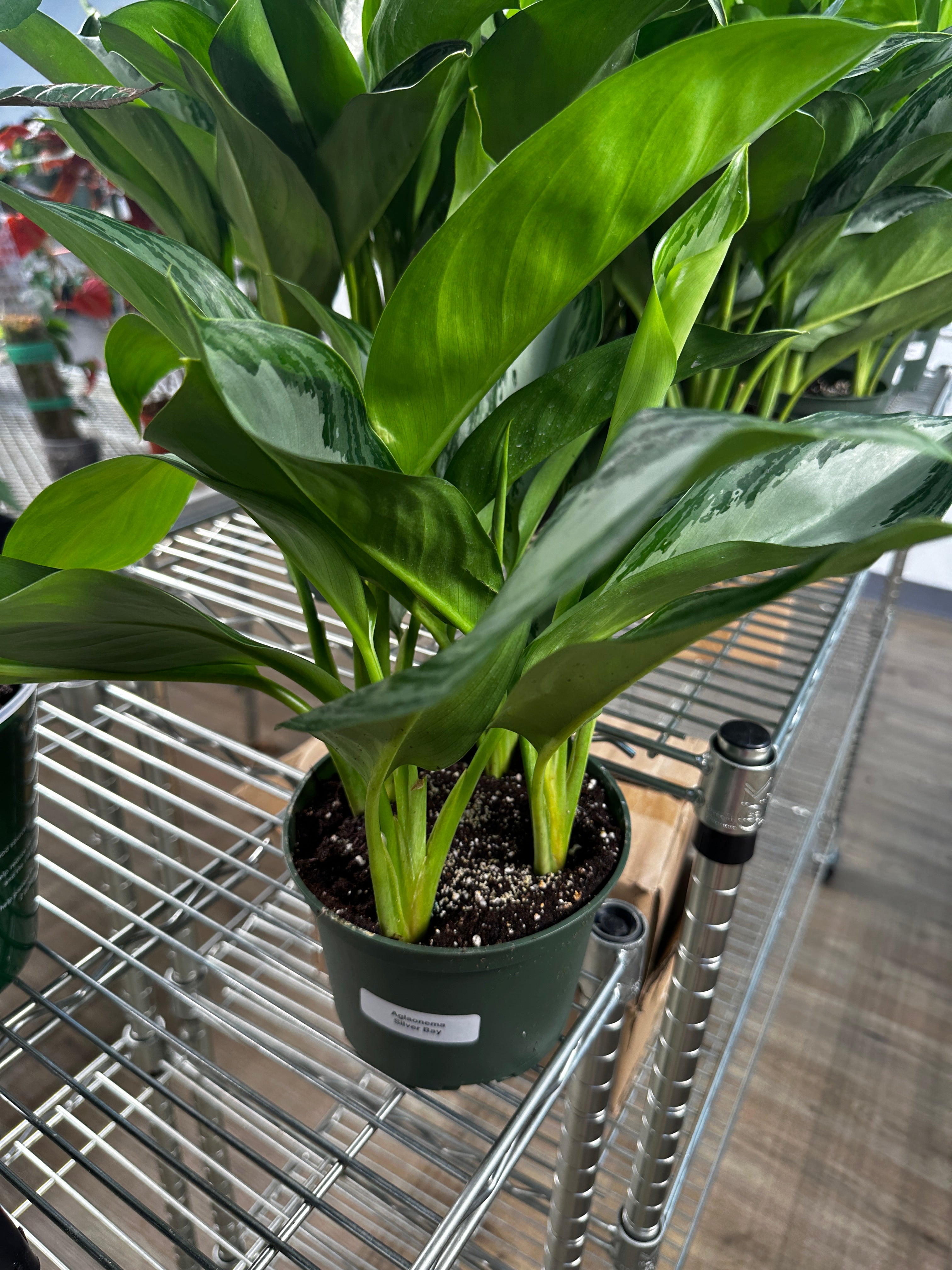 Aglaonema Silver Bay