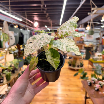 Alocasia Blizzard