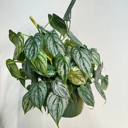 Philodendron Branditianum