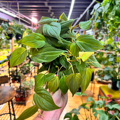 Philodendron Micans