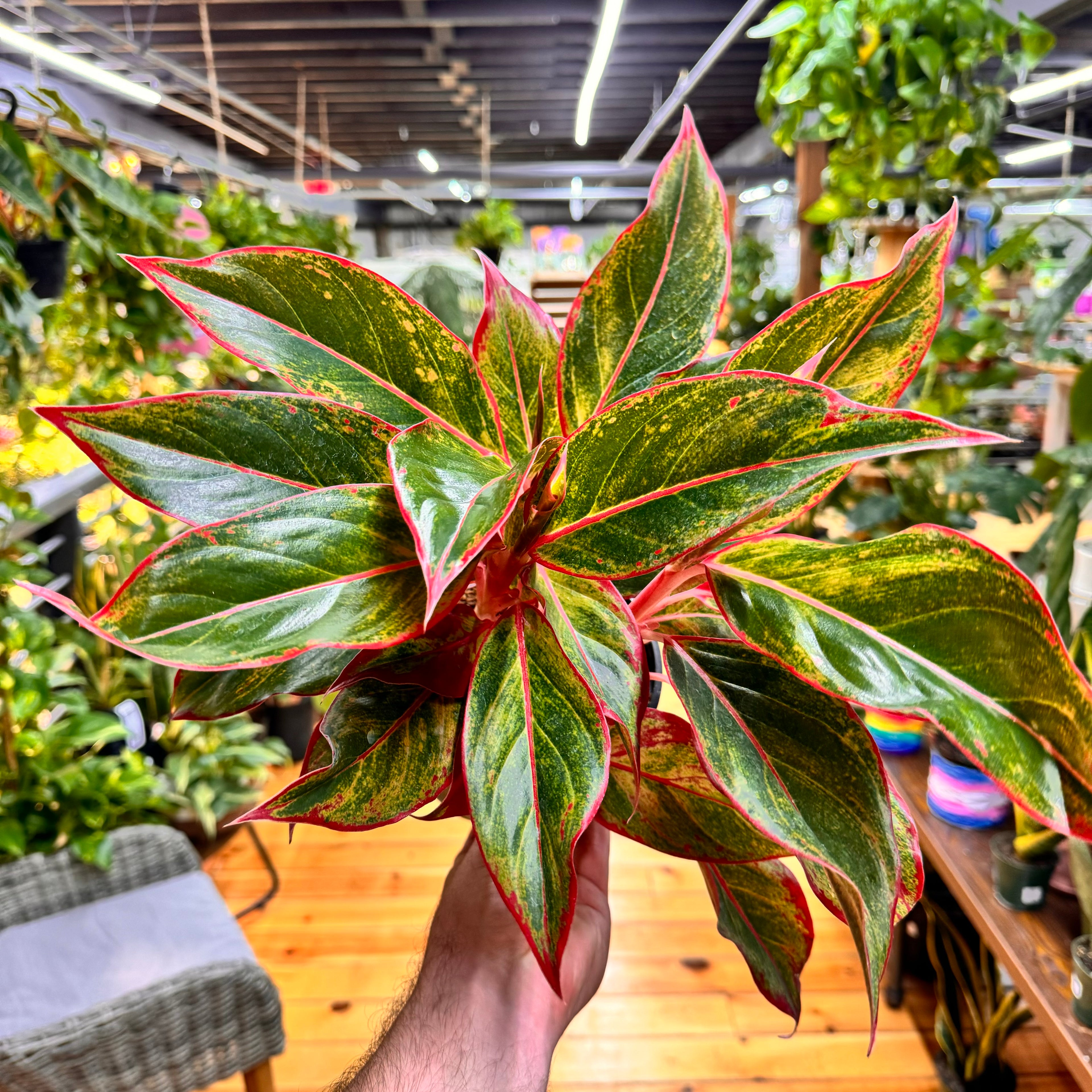 Aglaonema Red Siam