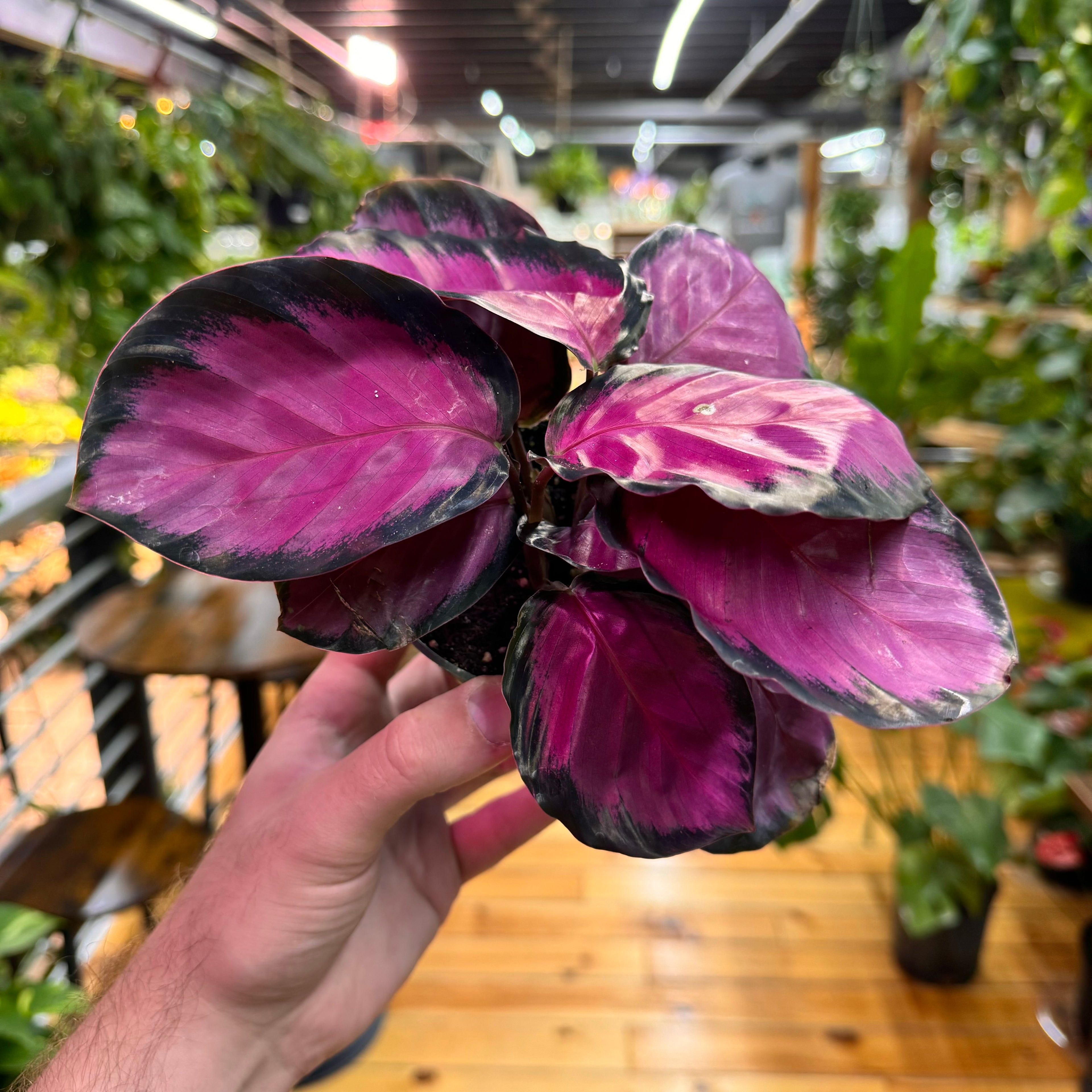 Calathea Purple Rose