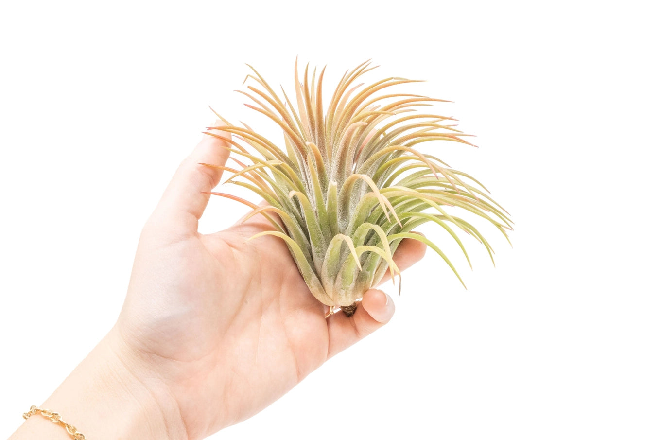 Assorted Air Plants