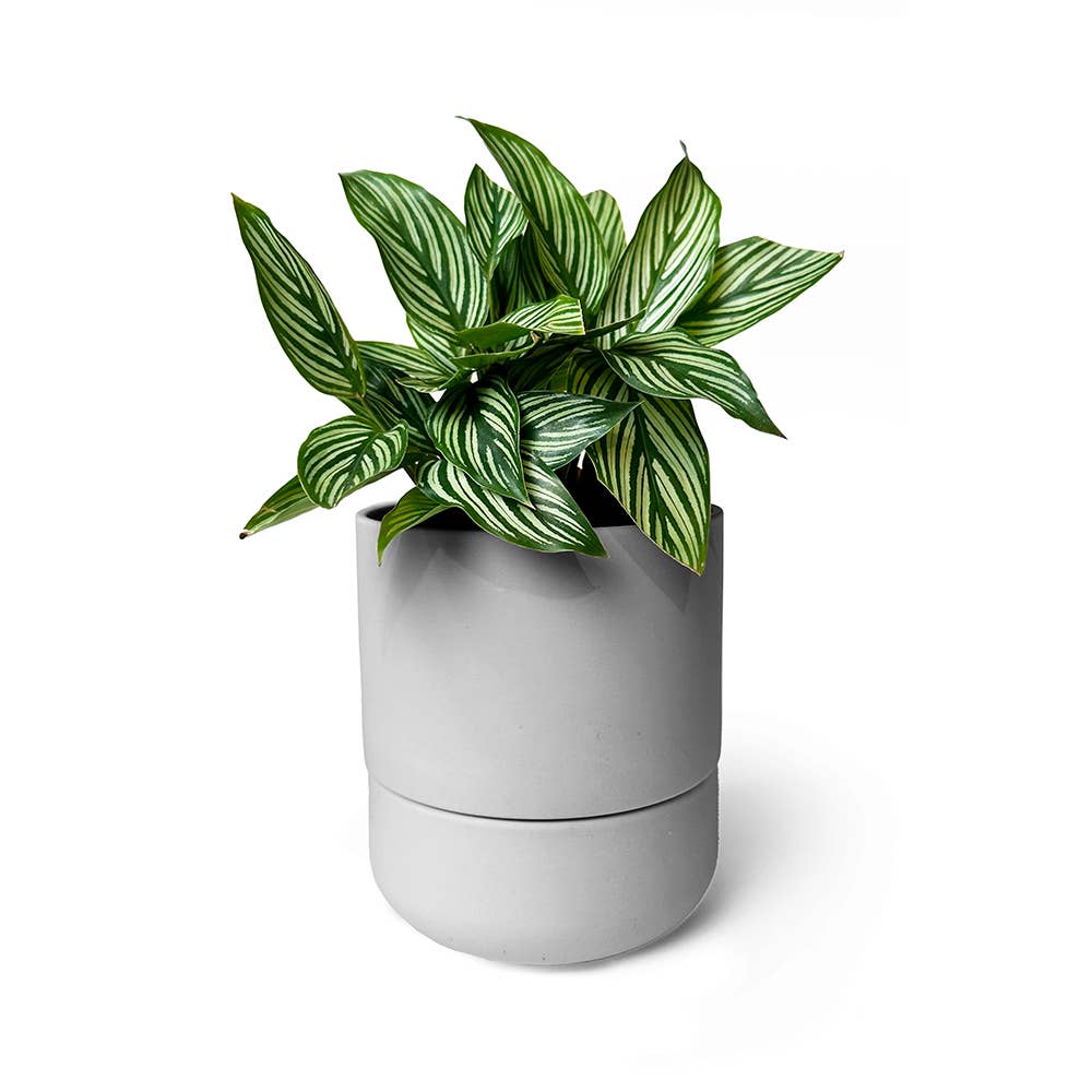 Ryan Self-Watering Plant Pot