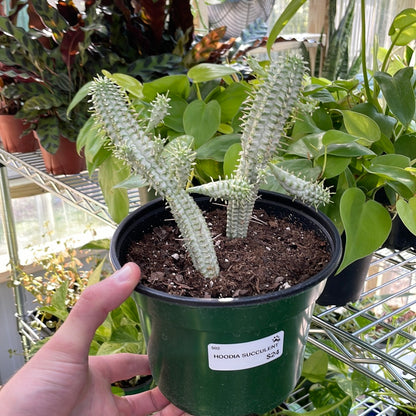 Hoodia Gordonii