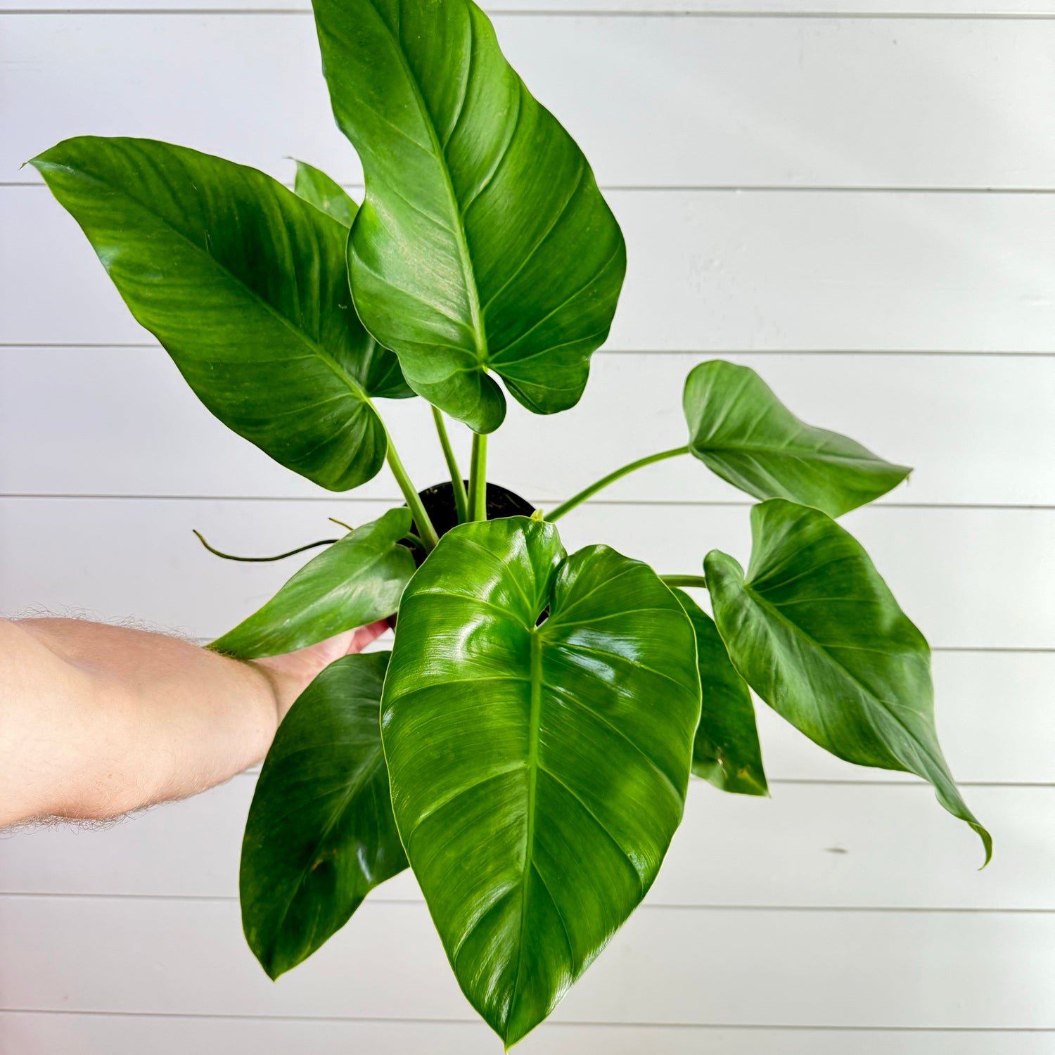 Philodendron Giganteum