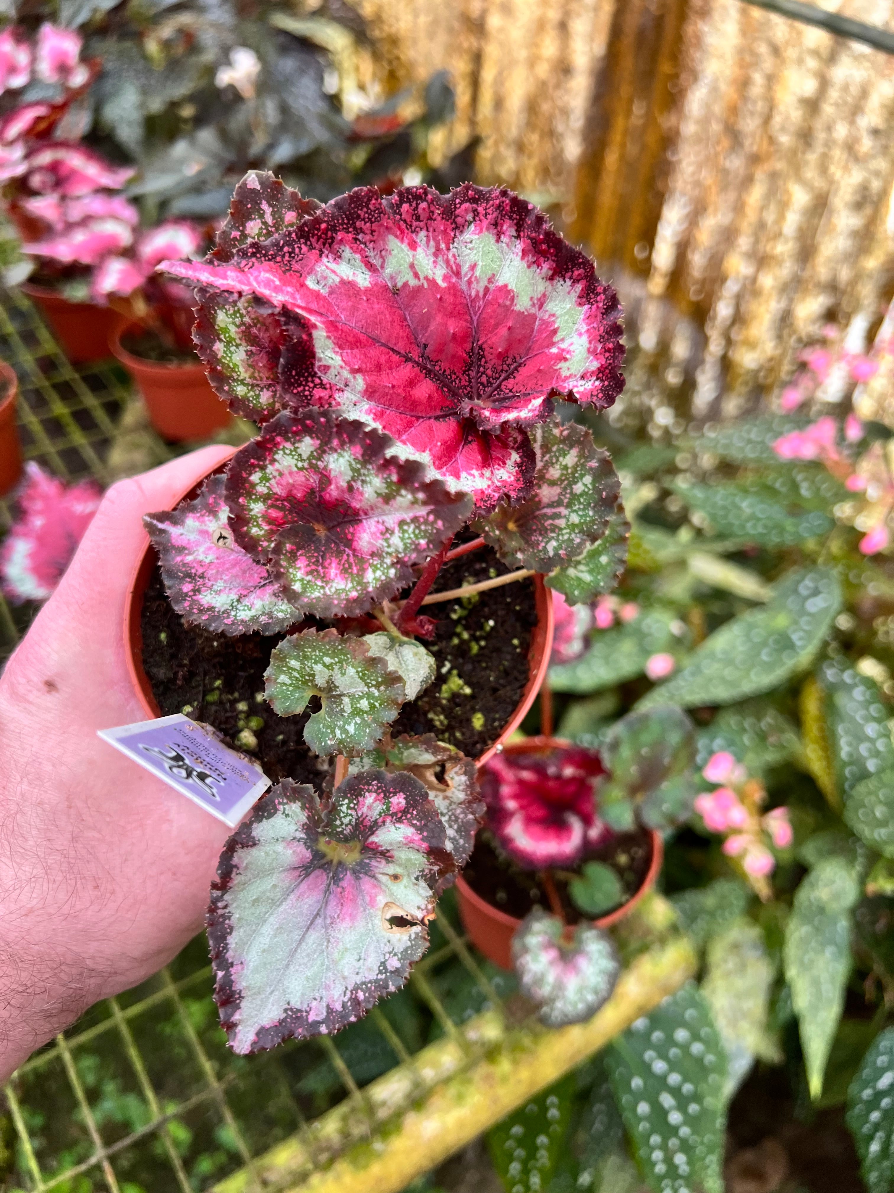 Begonia Tasmanian Devil