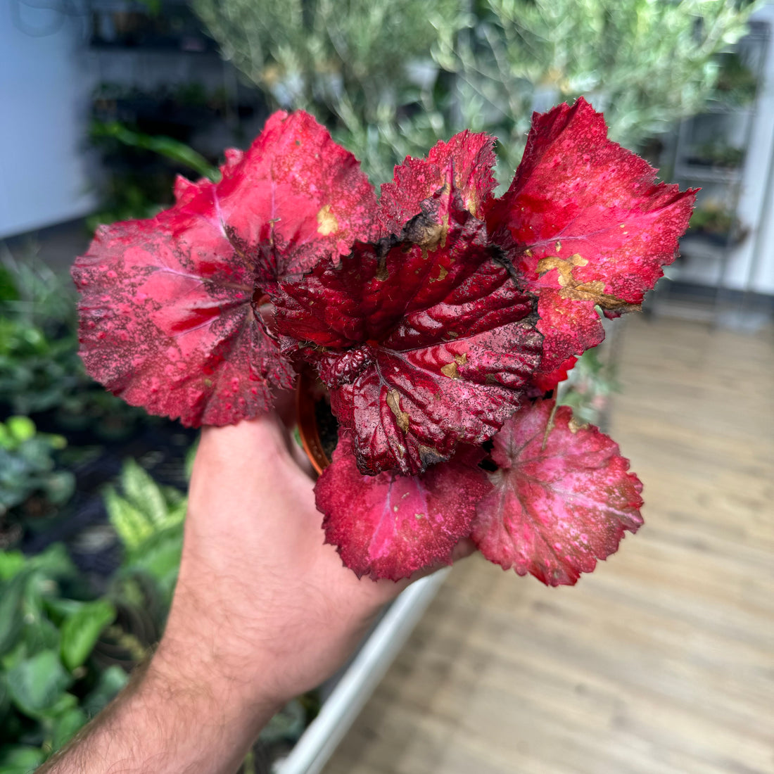 Begonia Love Hurts