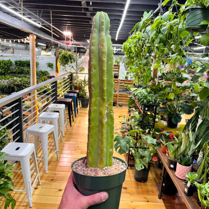 Cactus San Pedro