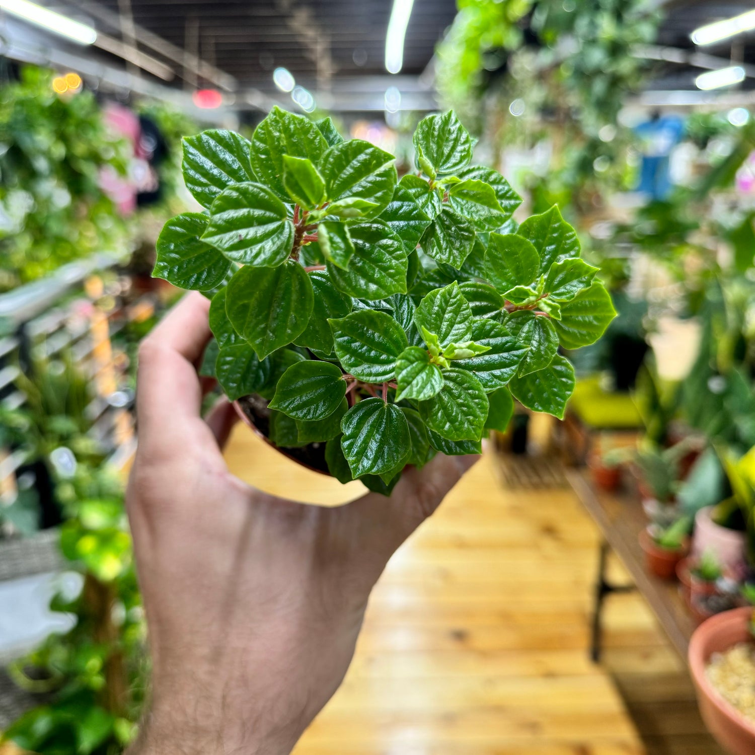 Peperomia Meridana