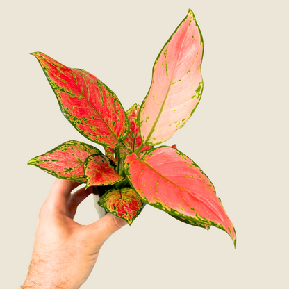 Aglaonema Richard