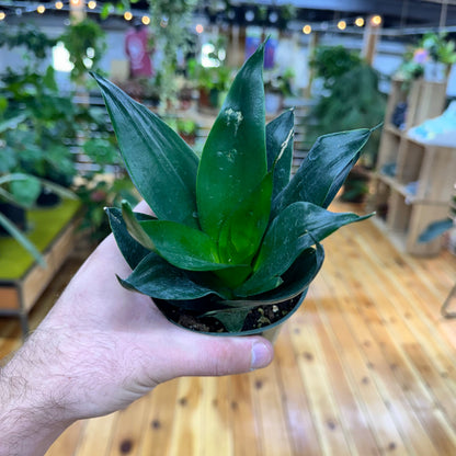 Sansevieria Hahnii