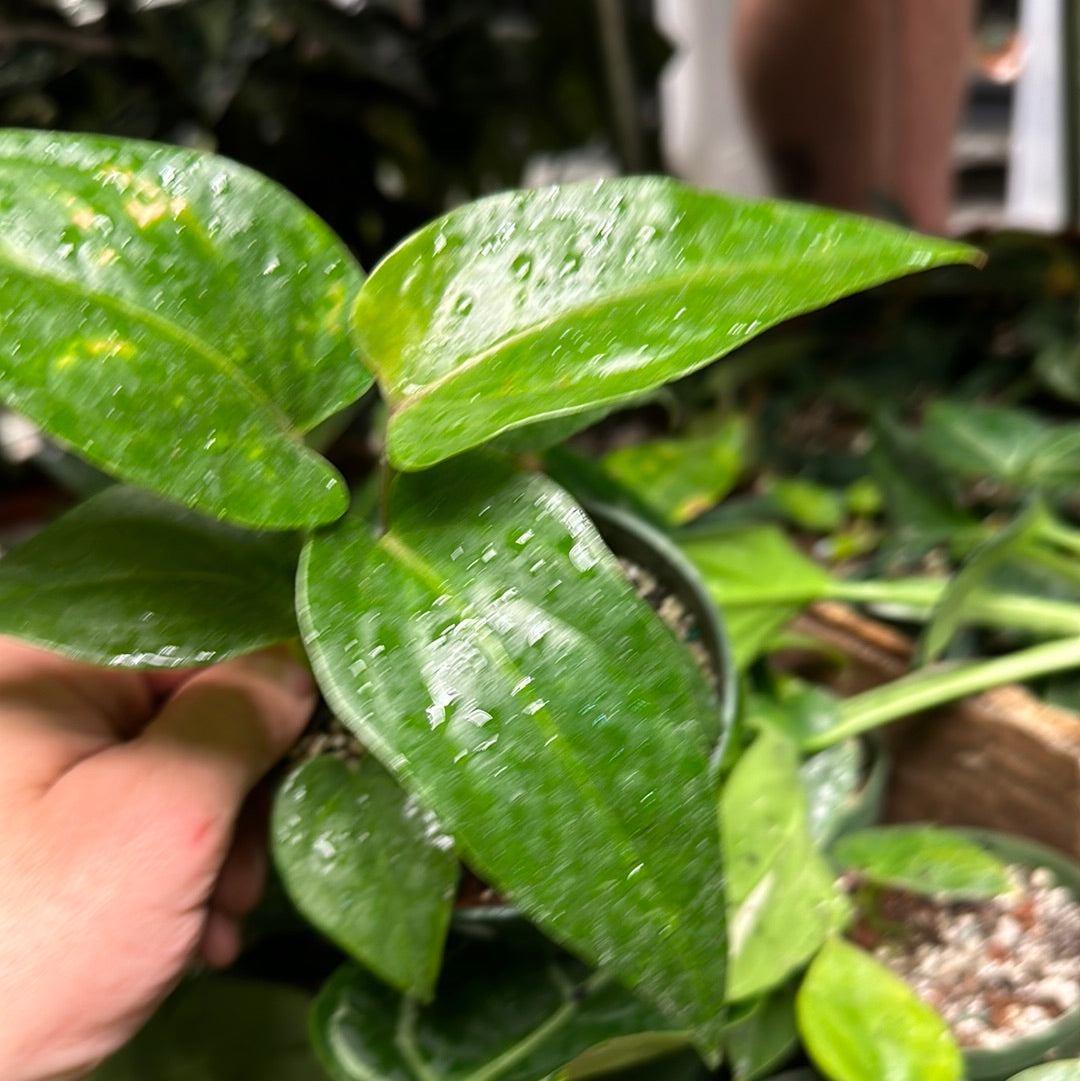 Anthurium Billfolius Rex