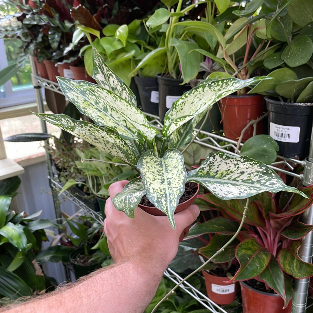 Aglaonema First Diamond