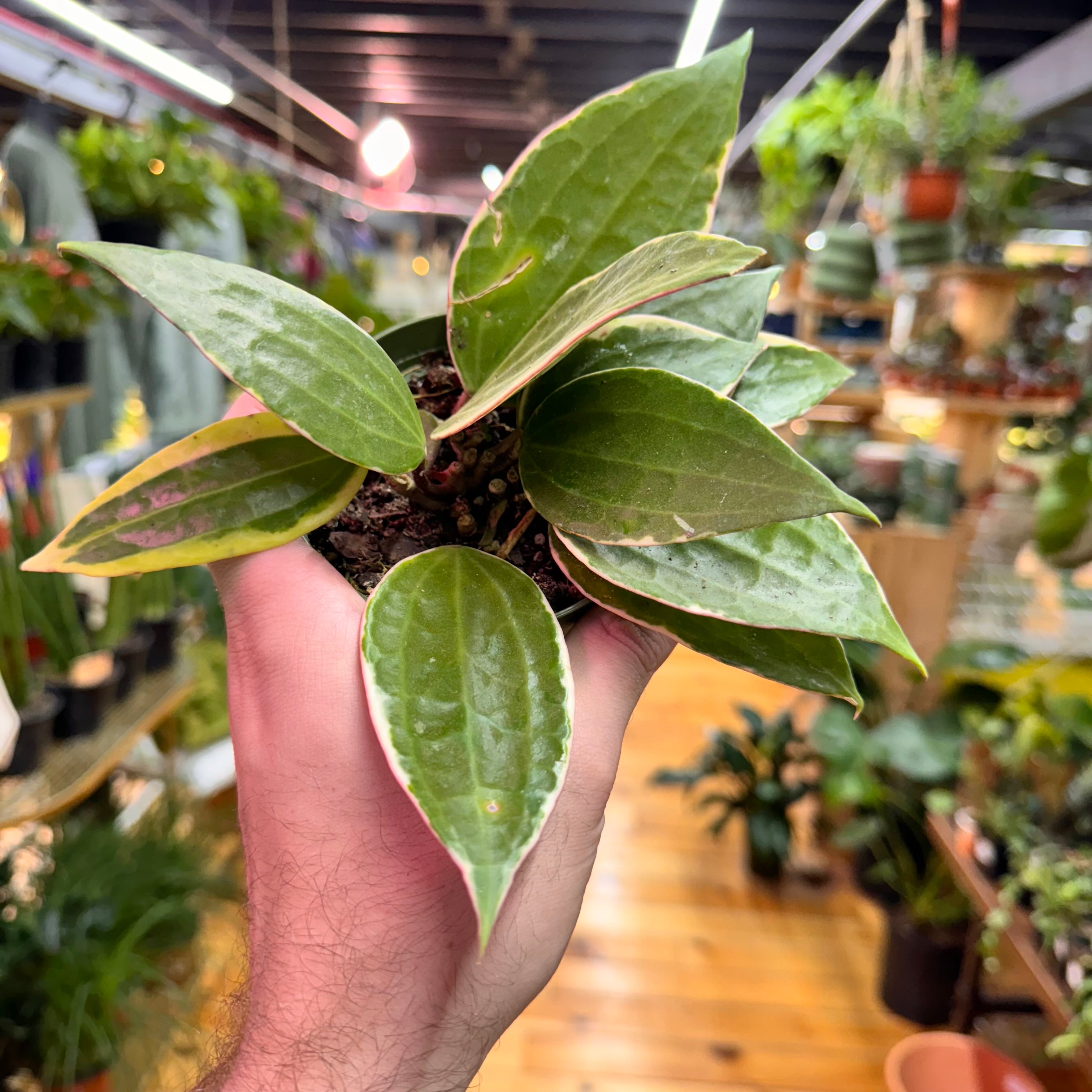 Hoya Macrophylla