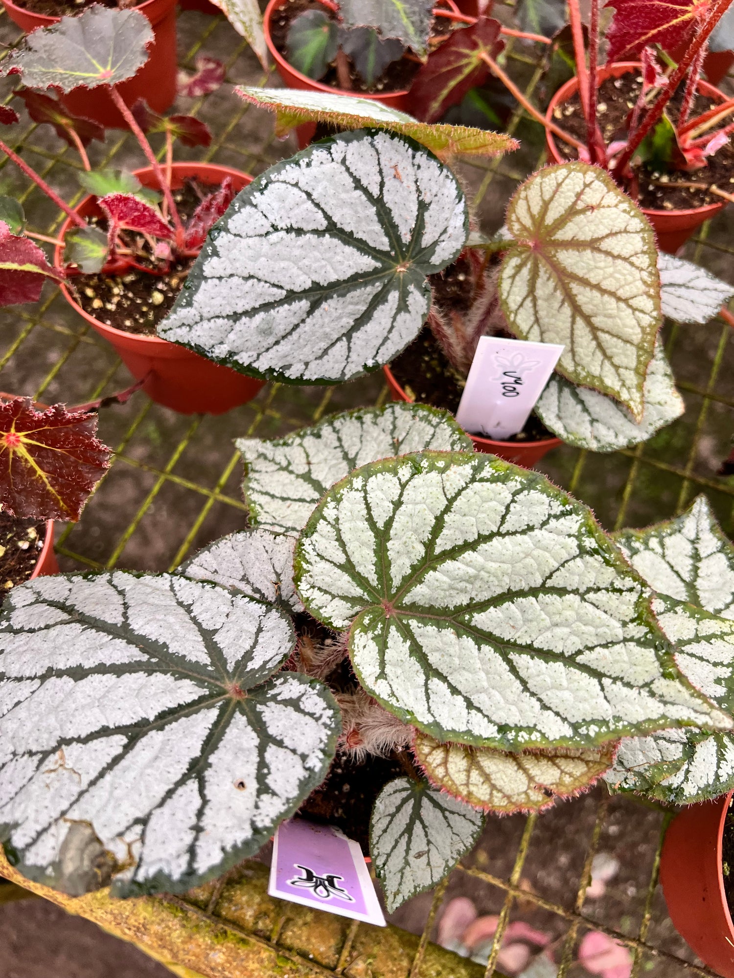 Begonia U400