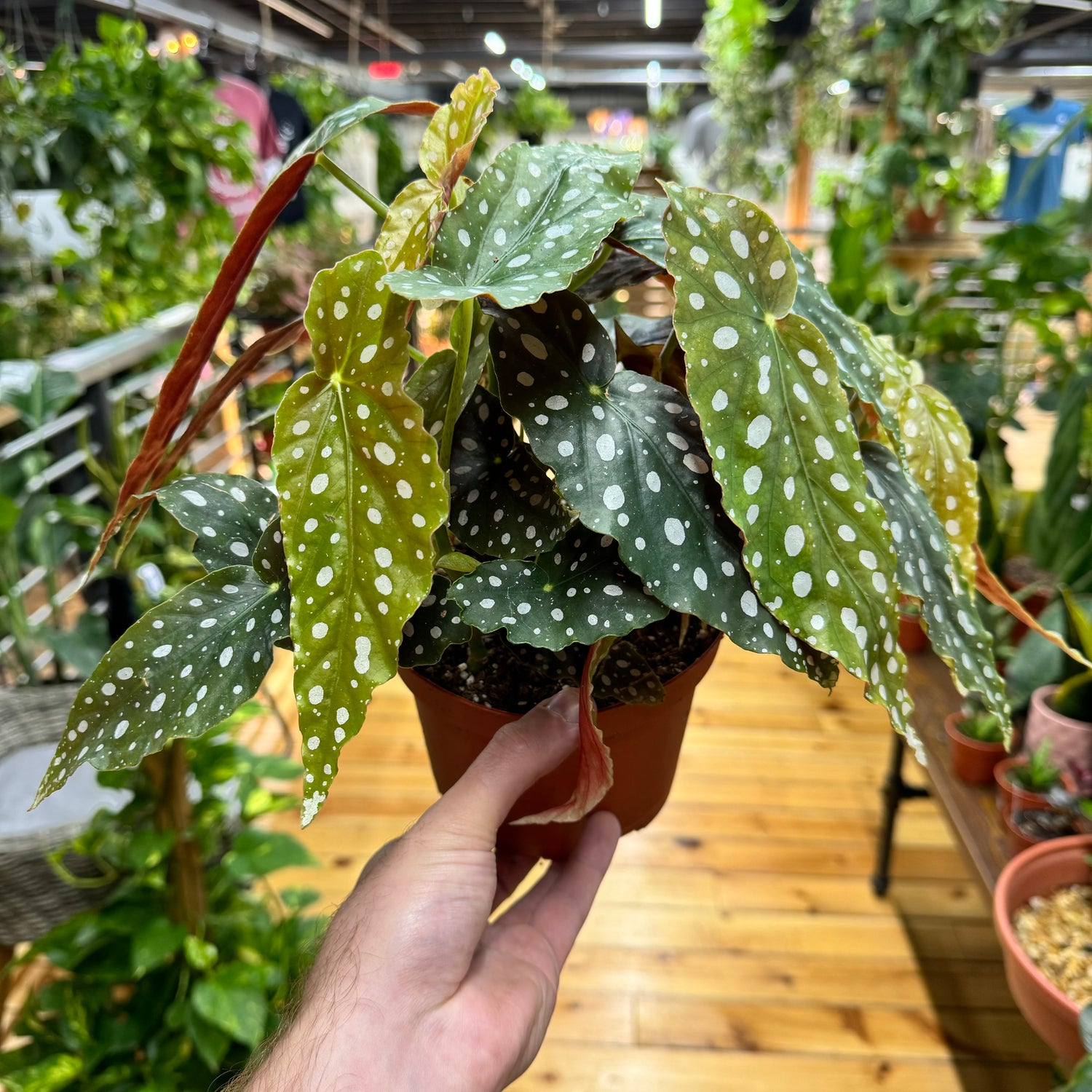 Begonia Maculata